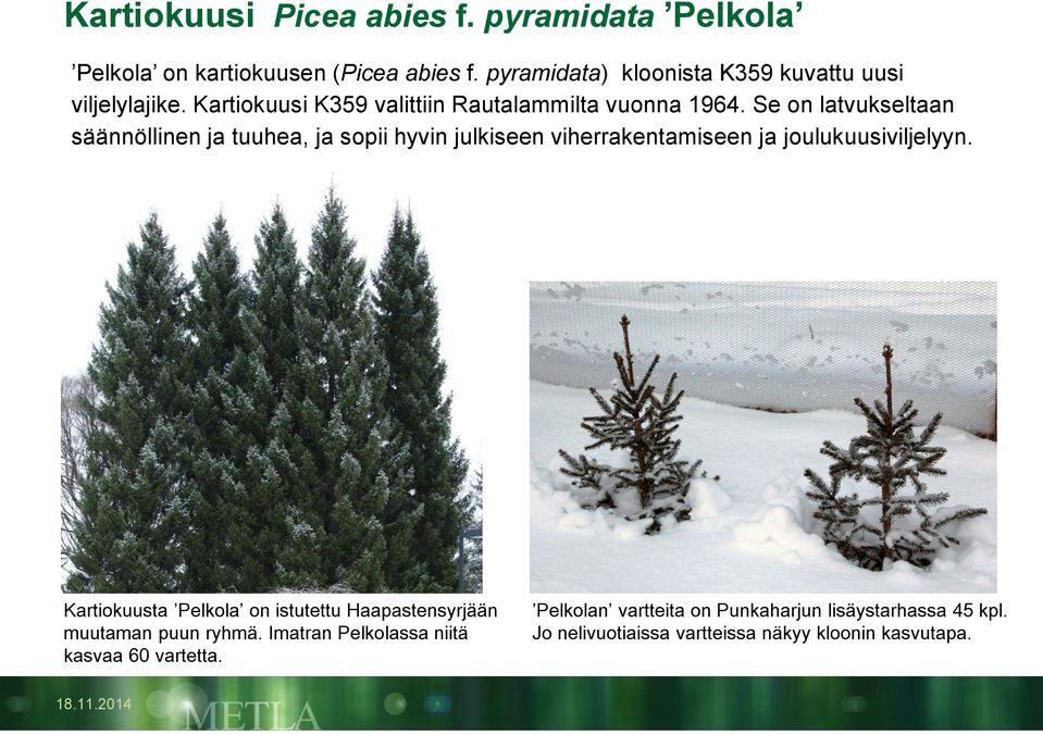 Se on latvukseltaan säännöllinen ja tuuhea, ja sopii hyvin julkiseen viherrakentamiseen ja joulukuusiviljelyyn.