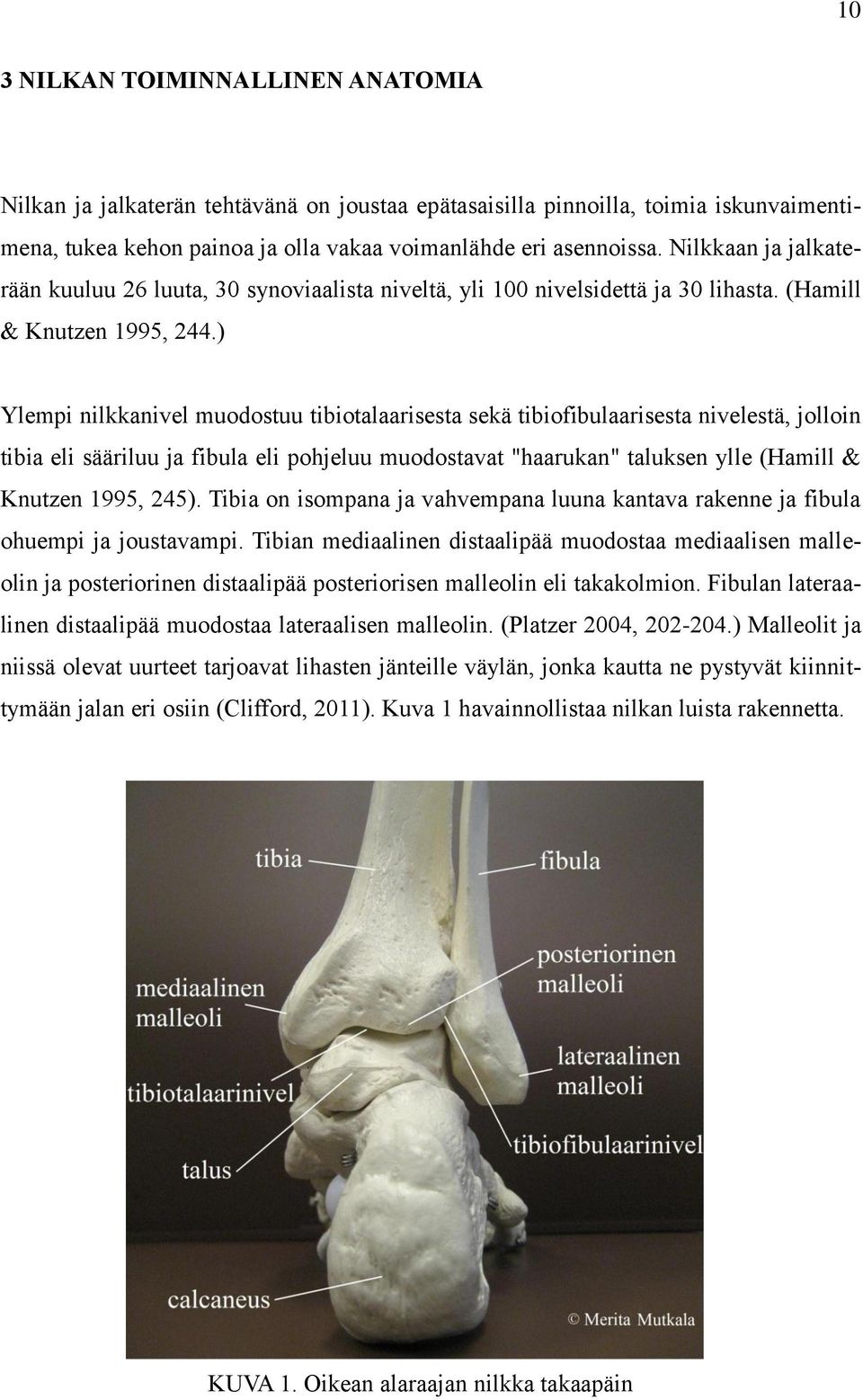 ) Ylempi nilkkanivel muodostuu tibiotalaarisesta sekä tibiofibulaarisesta nivelestä, jolloin tibia eli sääriluu ja fibula eli pohjeluu muodostavat "haarukan" taluksen ylle (Hamill & Knutzen 1995,