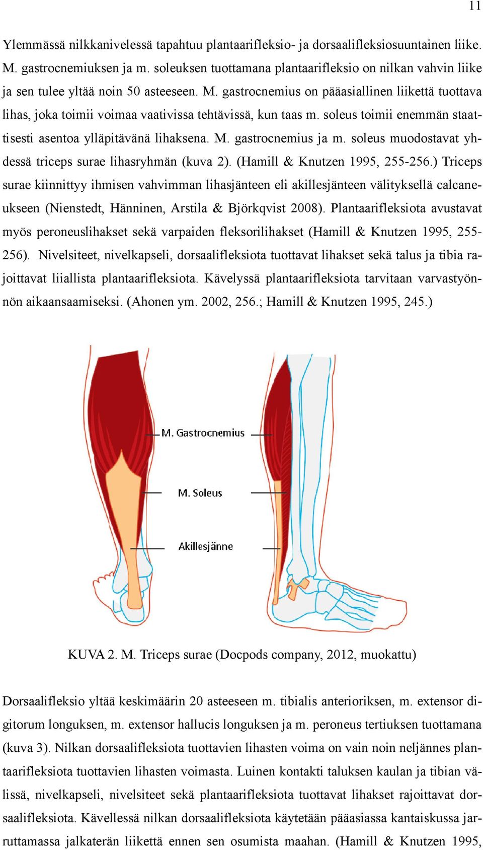 gastrocnemius on pääasiallinen liikettä tuottava lihas, joka toimii voimaa vaativissa tehtävissä, kun taas m. soleus toimii enemmän staattisesti asentoa ylläpitävänä lihaksena. M. gastrocnemius ja m.