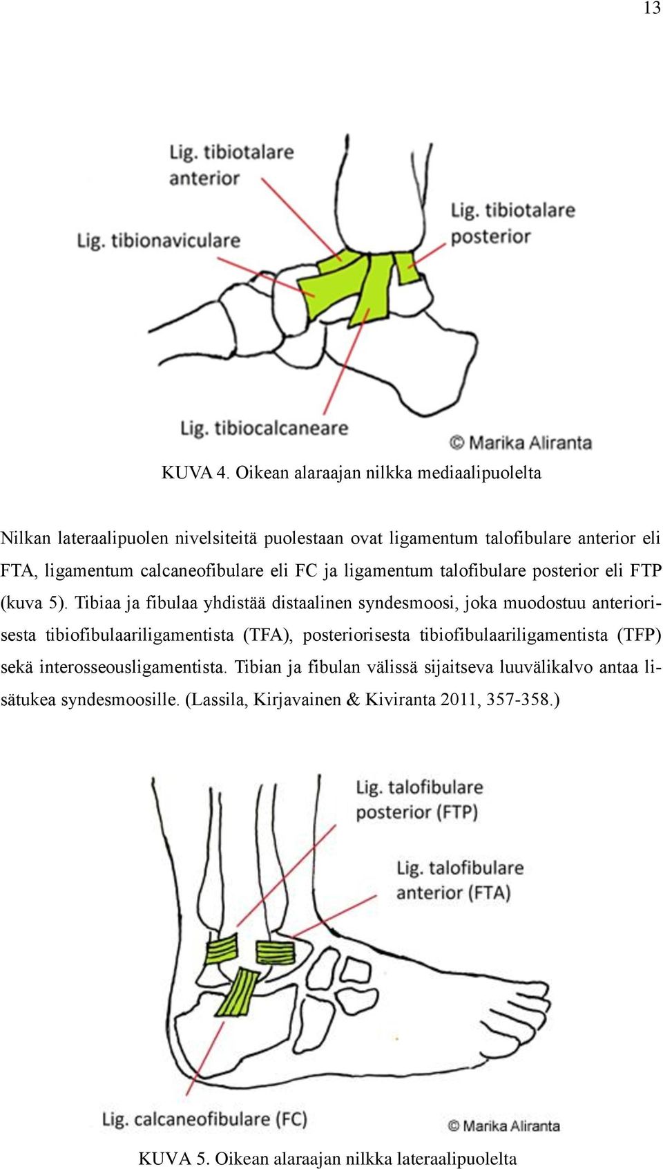 calcaneofibulare eli FC ja ligamentum talofibulare posterior eli FTP (kuva 5).