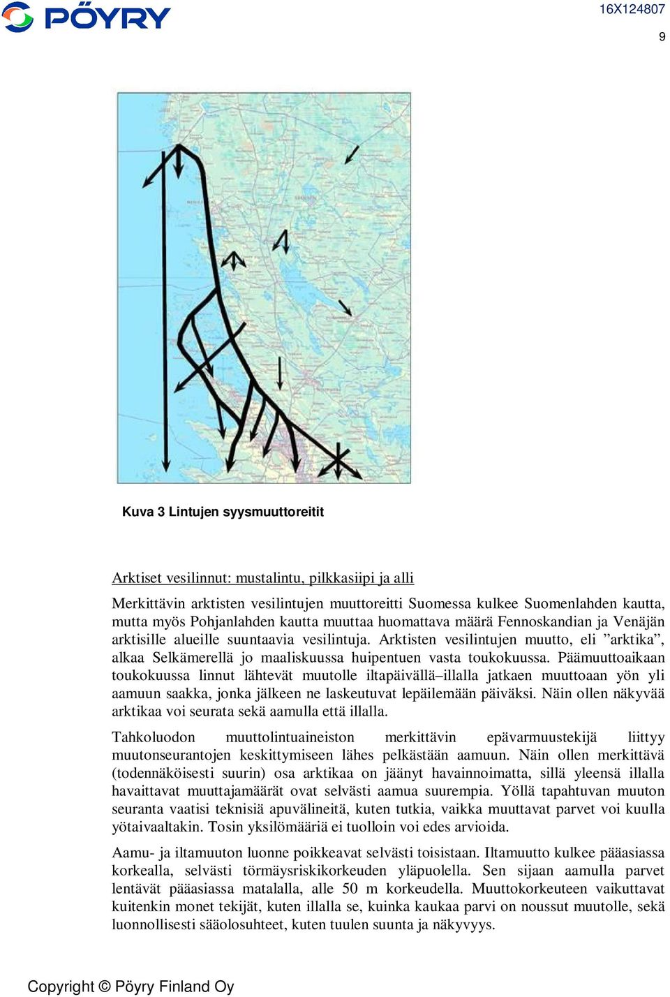 Arktisten vesilintujen muutto, eli arktika, alkaa Selkämerellä jo maaliskuussa huipentuen vasta toukokuussa.