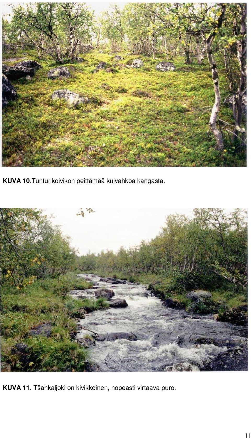 kuivahkoa kangasta. KUVA 11.