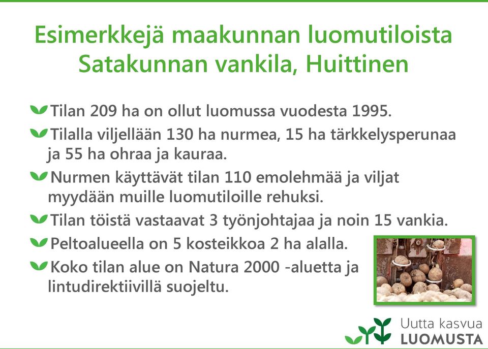 Nurmen käyttävät tilan 110 emolehmää ja viljat myydään muille luomutiloille rehuksi.