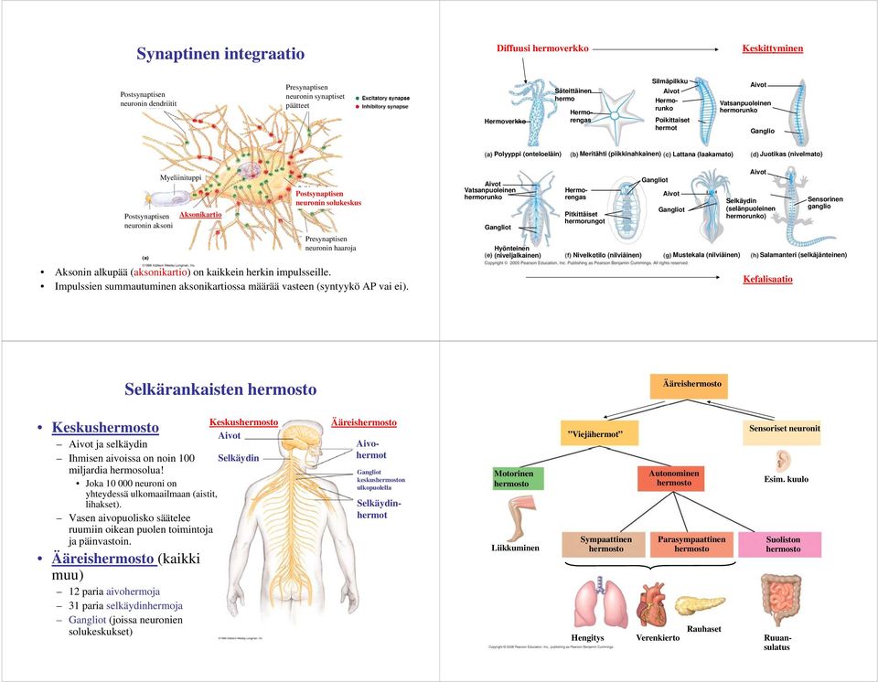 Myeliinituppi Aksonikartio Postsynaptisen ti neuronin solukeskus Presynaptisen neuronin haaroja Aksonin alkupää (aksonikartio) on kaikkein herkin impulsseille.