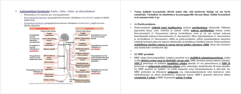 Preganglioniset neuronit aivorungossa ja selkäytimen sakraalialueella. Preganglionisen neuronin välittäjäaine on asetyylikoliini.