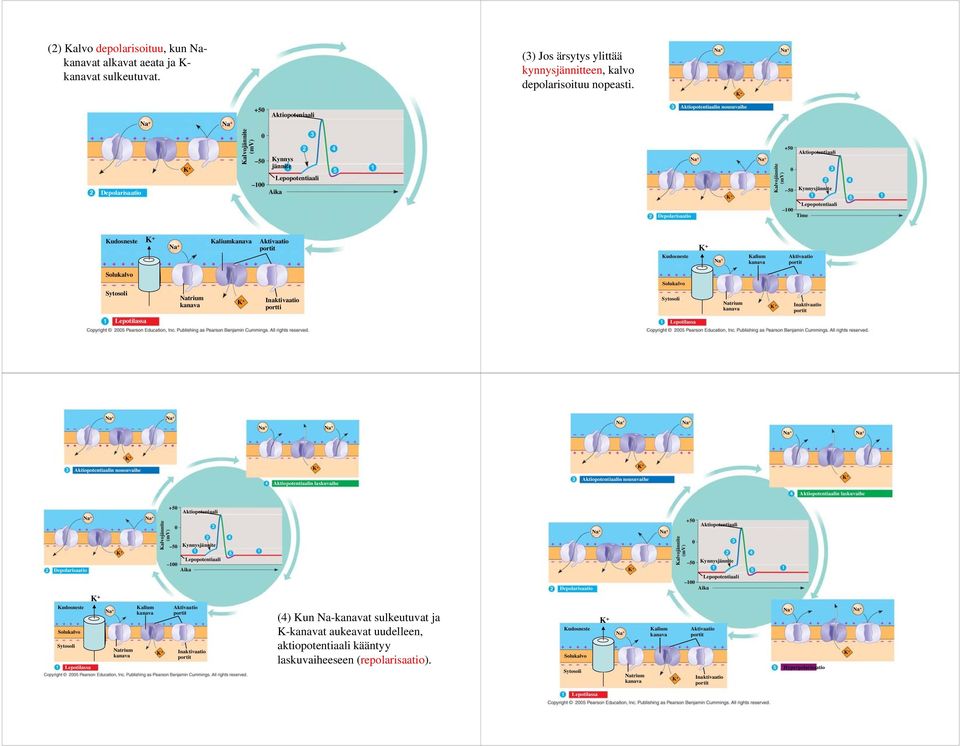 Kudosneste Kaliumkanava Aktivaatio portit Kudosneste Kalium Aktivaatio i kanava portit Sytosoli Natrium kanava Inaktivaatio portti Sytosoli Natrium kanava Inaktivaatio portit Lepotilassa Lepotilassa
