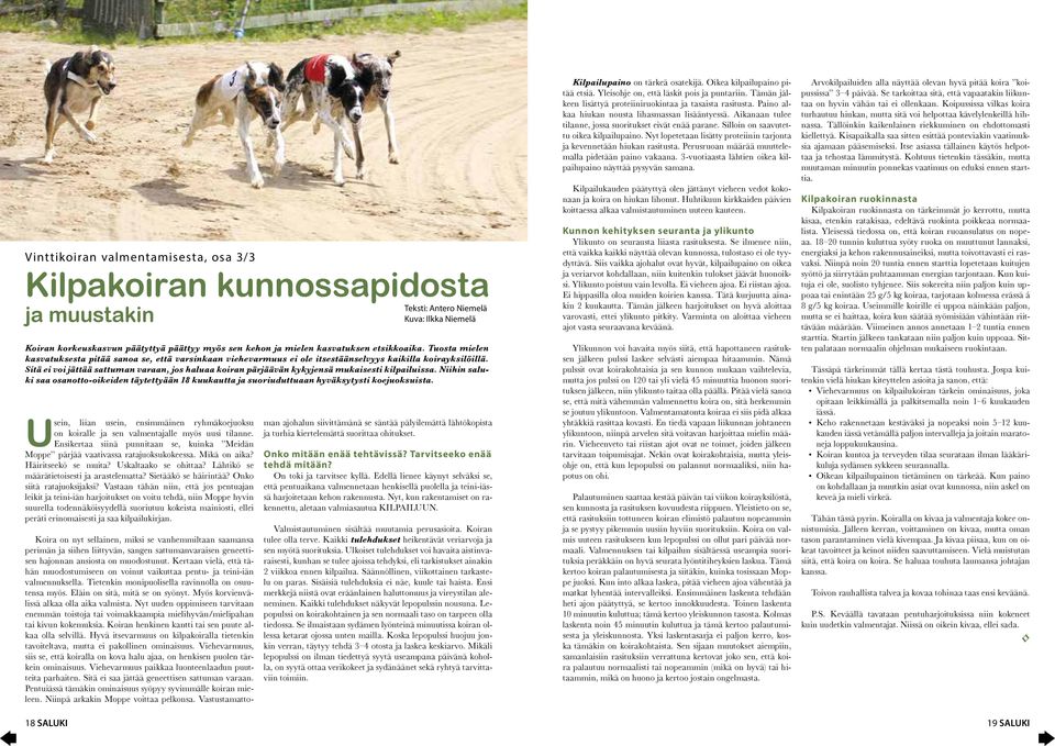 Sitä ei voi jättää sattuman varaan, jos haluaa koiran pärjäävän kykyjensä mukaisesti kilpailuissa.