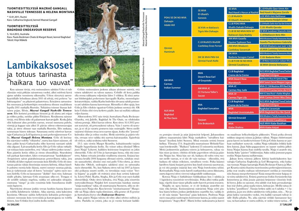 Paula Bockman-Chato & Margot Keast, kennel Baghdad Teksti: Virpi Mäkelä Lambikaksoset ja totuus tarinasta haikara tuo vauvat Kun saimme tietää, että ensimmäinen salukini Urho ei tule elämään enää