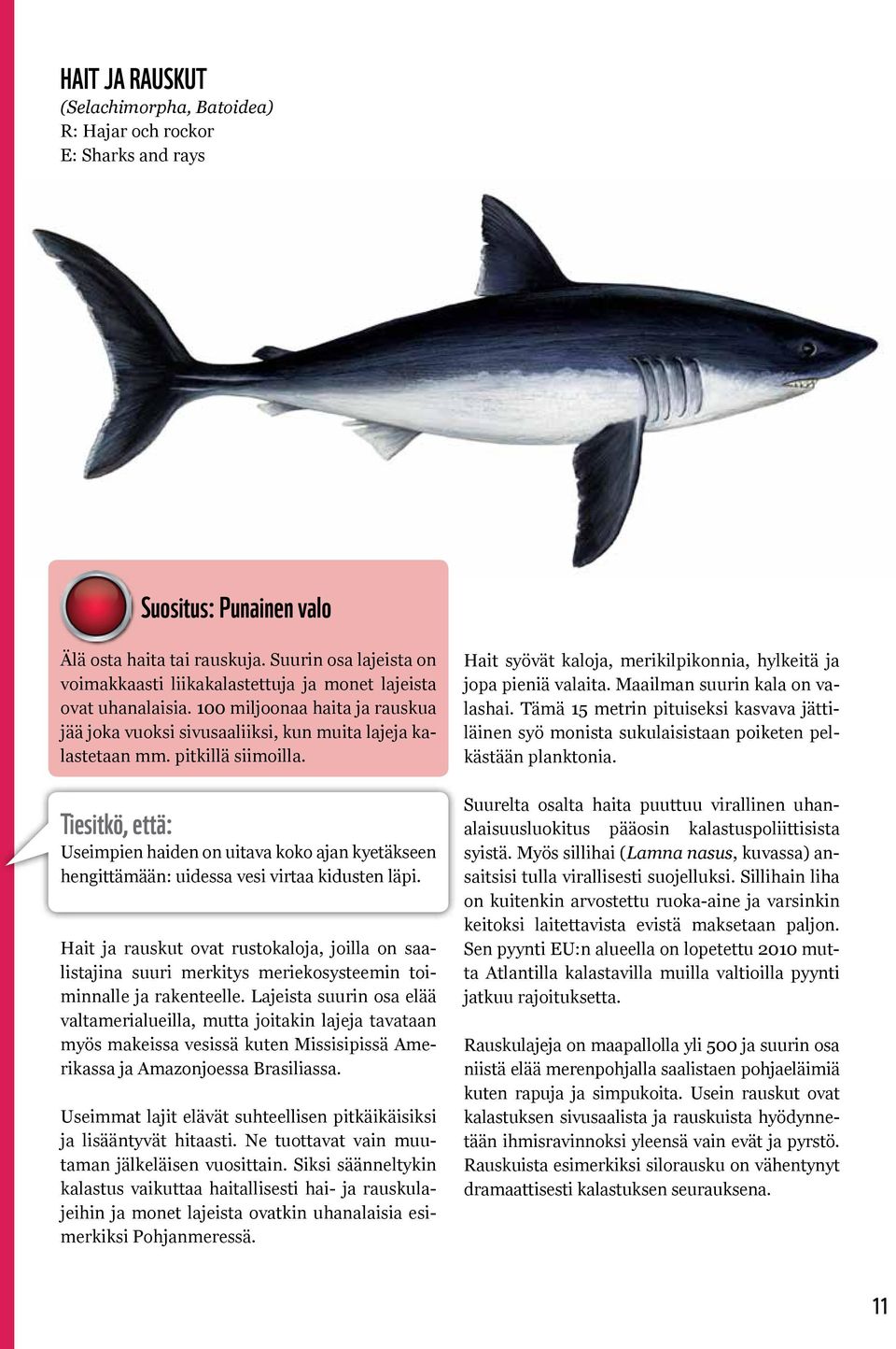 pitkillä siimoilla. Tiesitkö, että: Useimpien haiden on uitava koko ajan kyetäkseen hengittämään: uidessa vesi virtaa kidusten läpi.