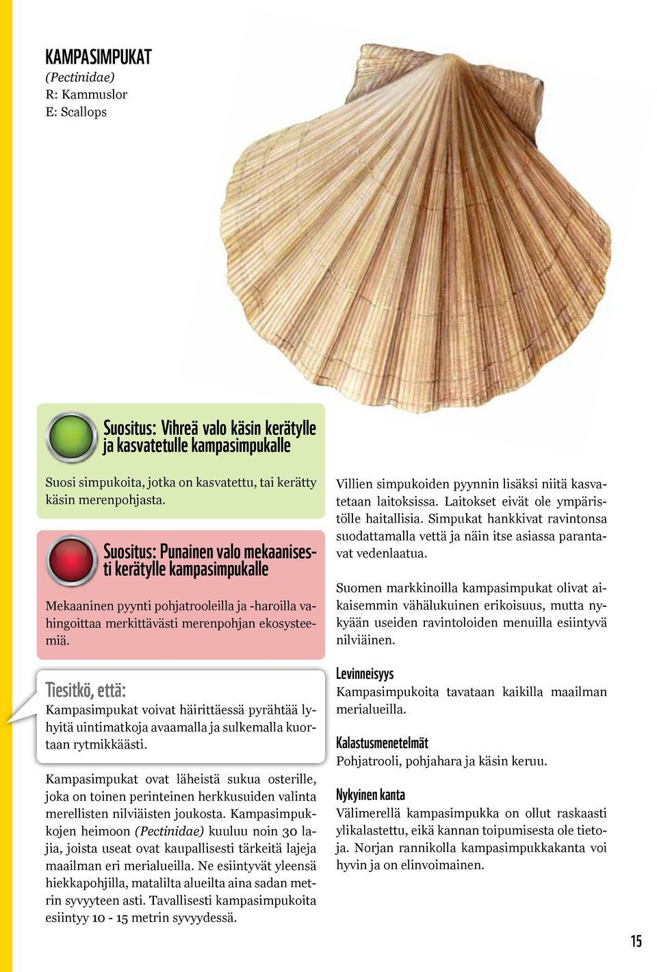 Tiesitkö, että: Kampasimpukat voivat häirittäessä pyrähtää lyhyitä uintimatkoja avaamalla ja sulkemalla kuortaan rytmikkäästi.