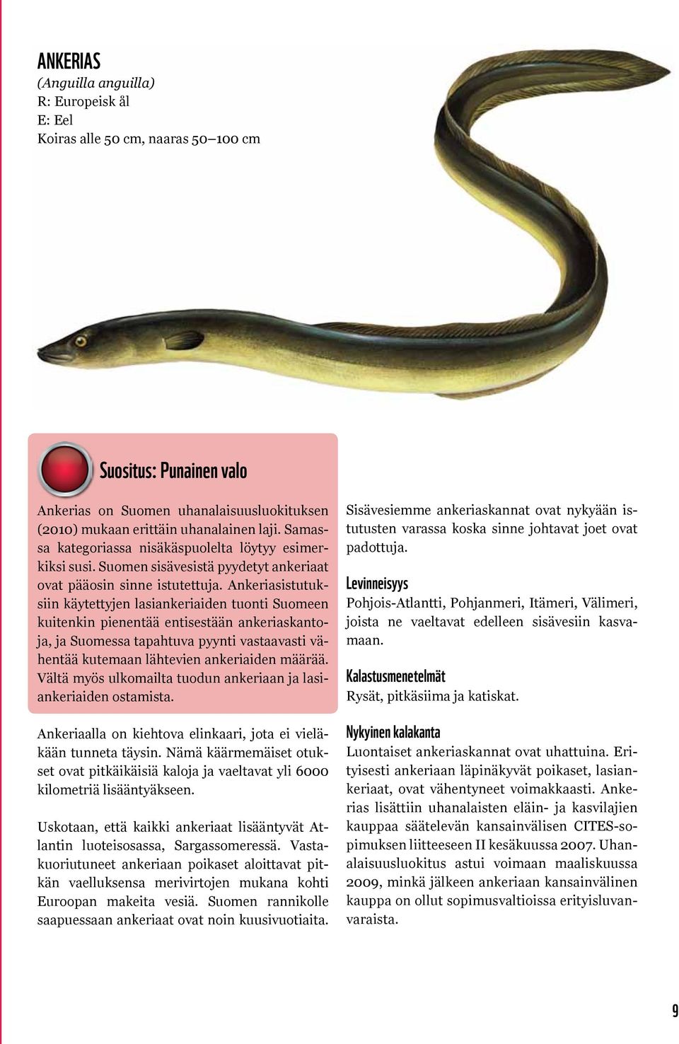 Ankeriasistutuksiin käytettyjen lasiankeriaiden tuonti Suomeen kuitenkin pienentää entisestään ankeriaskantoja, ja Suomessa tapahtuva pyynti vastaavasti vähentää kutemaan lähtevien ankeriaiden määrää.