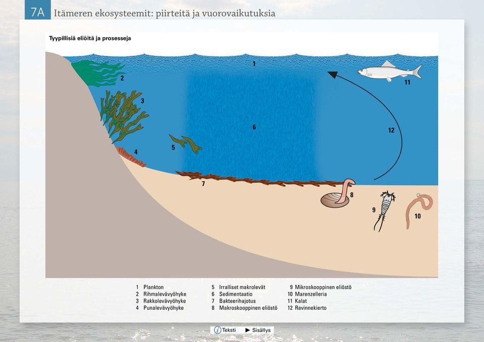 Rakkolevävyöhyke 4 Punalevävyöhyke 5 Irralliset makrolevät 6 Sedimentaatio 7