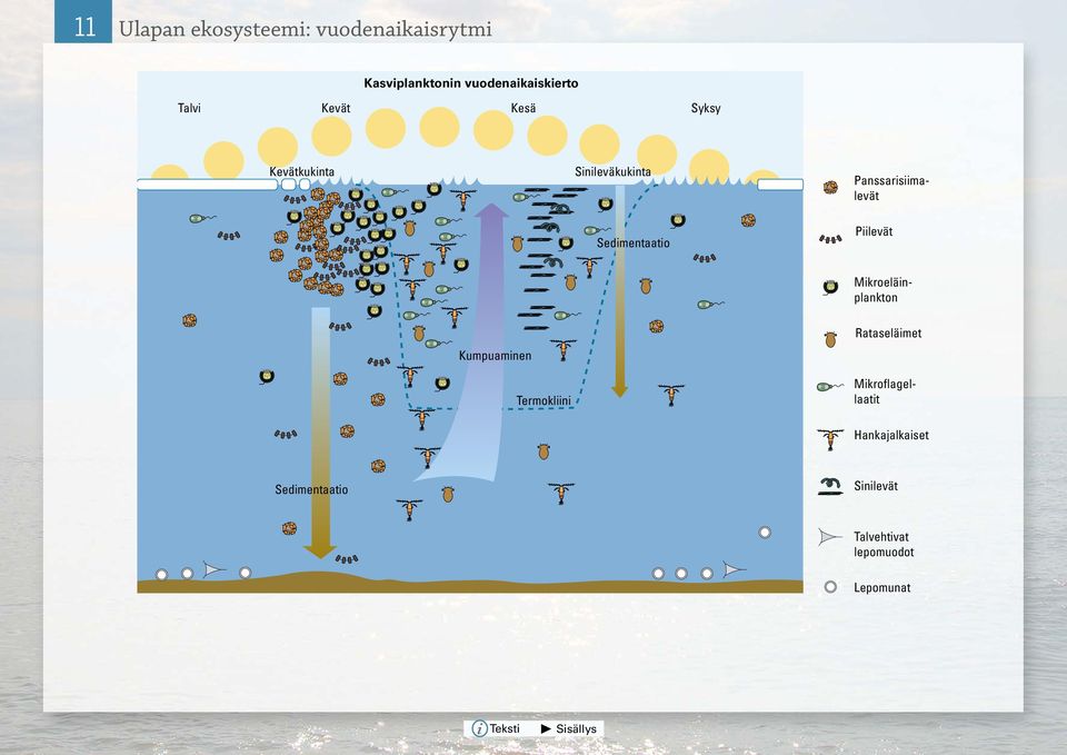 Mikroflagellaatit Mikroeläinplankton Kumpuaminen Termokliini Rataseläimet