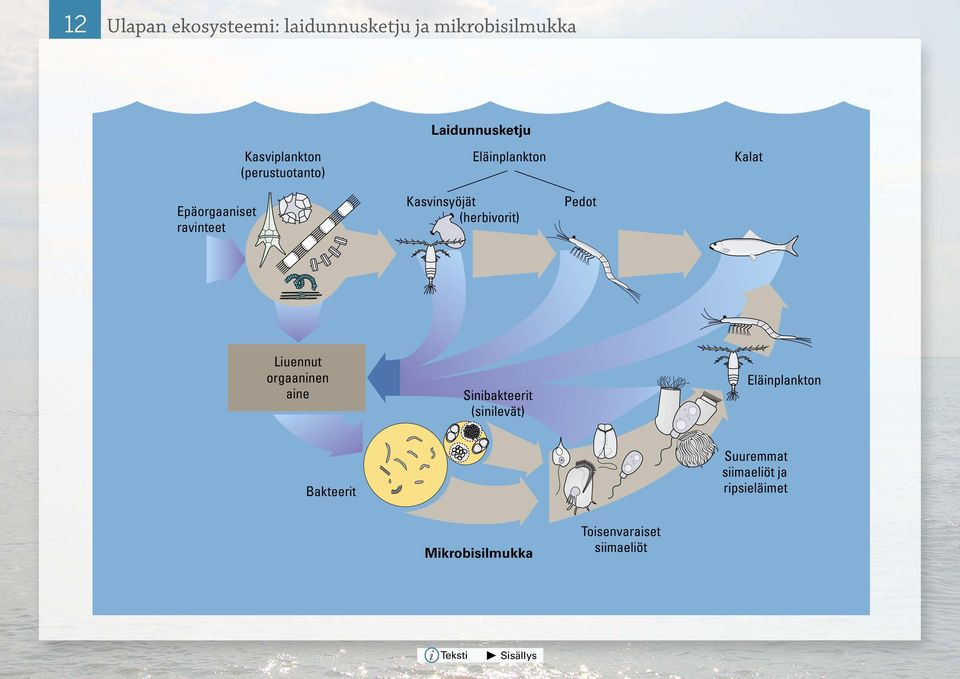 Kasvinsyöjät (herbivorit) Pedot Liuennut orgaaninen aine Sinibakteerit (sinilevät)