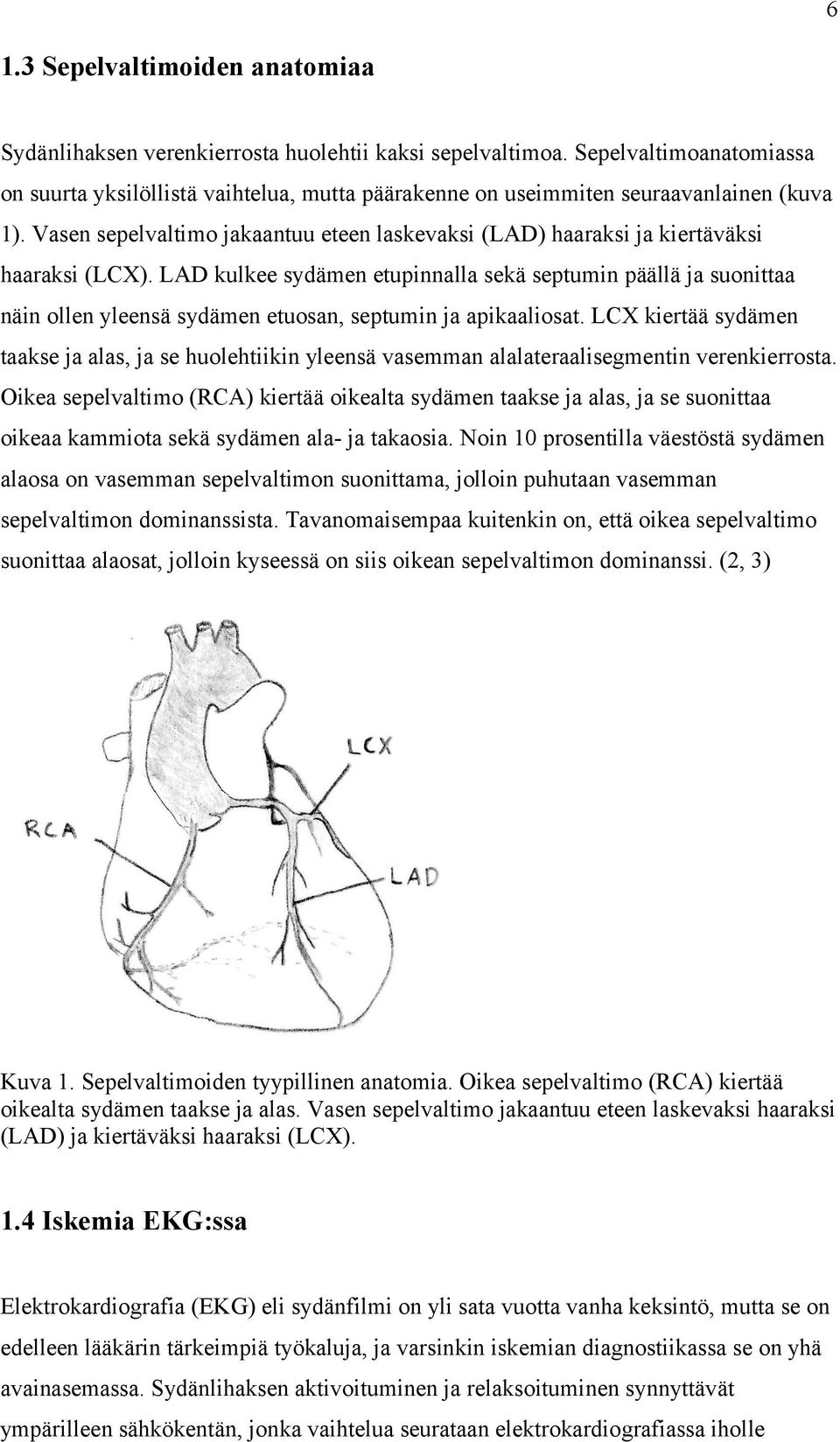 Vasen sepelvaltimo jakaantuu eteen laskevaksi (LAD) haaraksi ja kiertäväksi haaraksi (LCX).