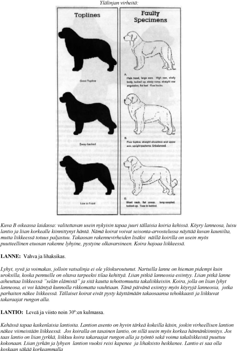 Takaosan rakennevirheiden lisäksi näillä koirilla on usein myös puutteellinen etuosan rakenne lyhyine, pystyine olkavarsineen. Koira hajoaa liikkeessä. LANNE: Vahva ja lihaksikas.