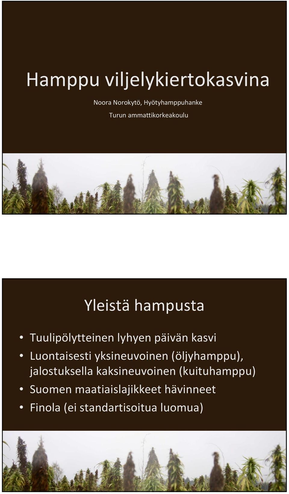 Luontaisesti yksineuvoinen (öljyhamppu), jalostuksella kaksineuvoinen