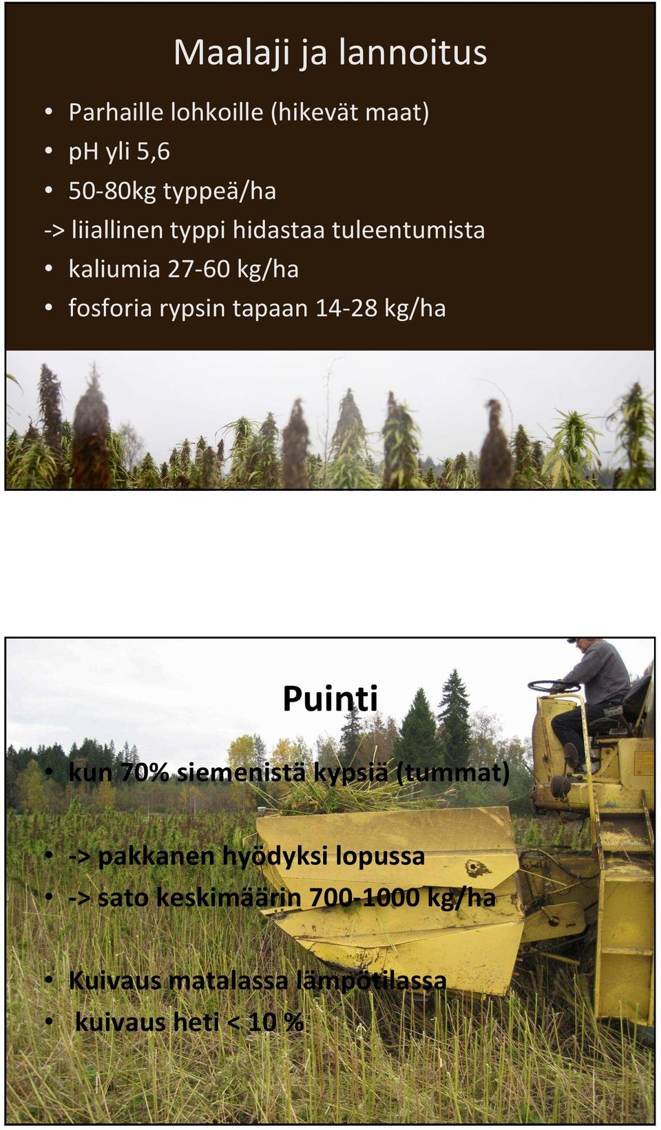tapaan 14-28 kg/ha Puinti kun 70% siemenistä kypsiä(tummat) -> pakkanen hyödyksi