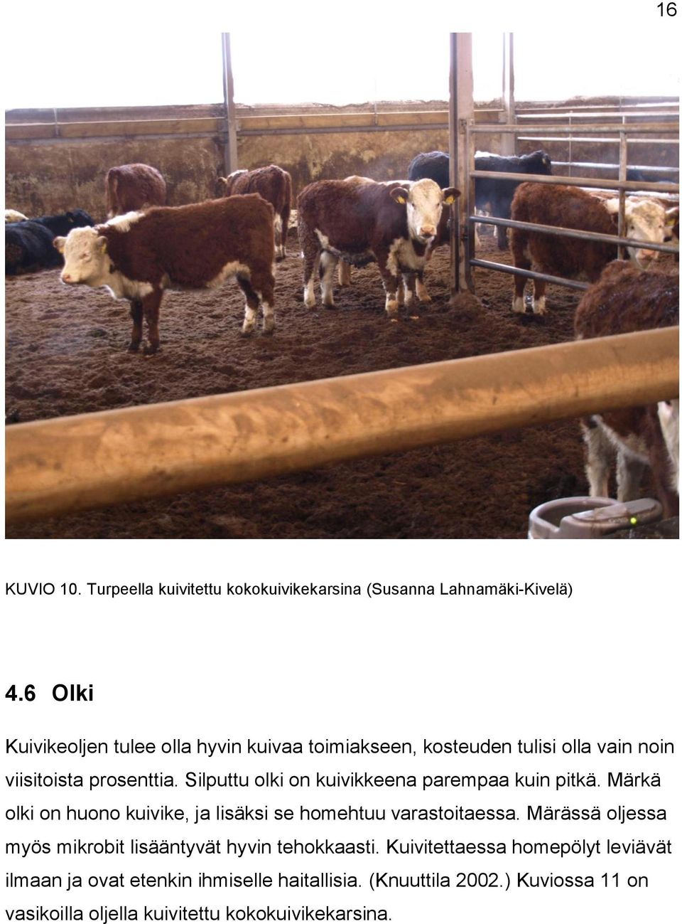 Silputtu olki on kuivikkeena parempaa kuin pitkä. Märkä olki on huono kuivike, ja lisäksi se homehtuu varastoitaessa.