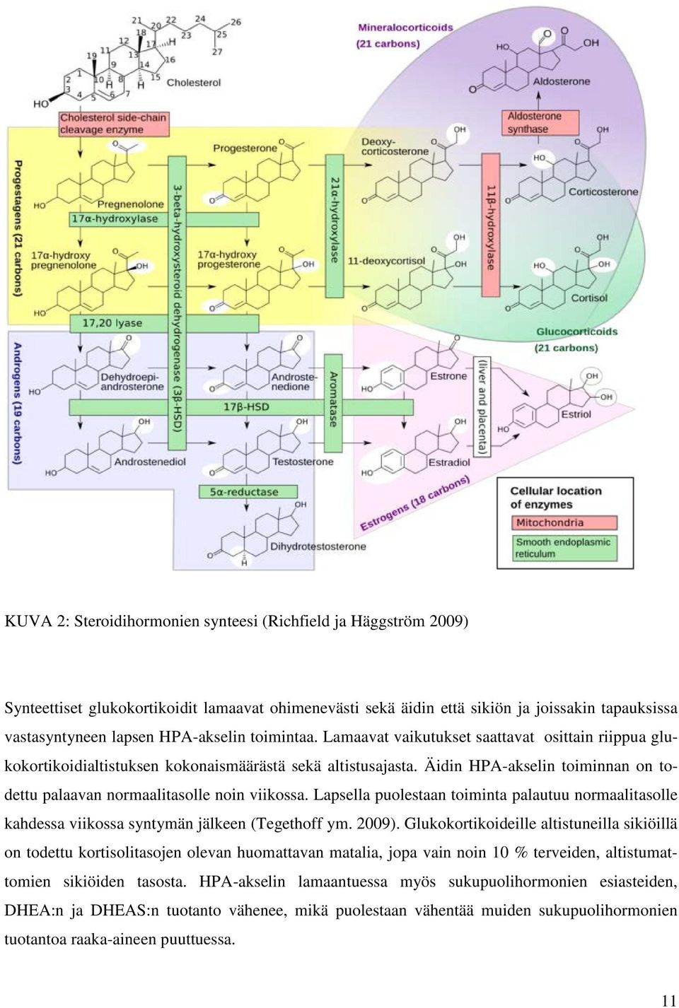 Äidin HPA-akselin toiminnan on todettu palaavan normaalitasolle noin viikossa. Lapsella puolestaan toiminta palautuu normaalitasolle kahdessa viikossa syntymän jälkeen (Tegethoff ym. 2009).