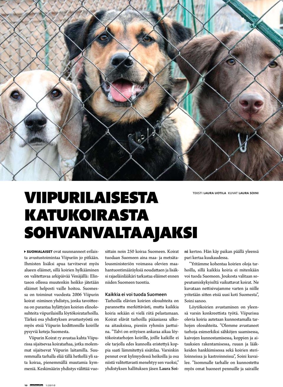 Suomessa on toiminut vuodesta 2006 Viipurin koirat -niminen yhdistys, jonka tavoitteena on parantaa hylättyjen koirien elinolosuhteita viipurilaisilla löytökoiratarhoilla.