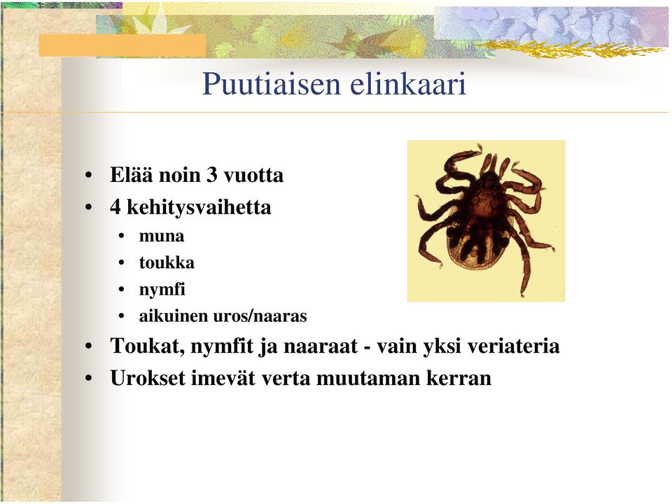 uros/naaras Toukat, nymfit ja naaraat - vain