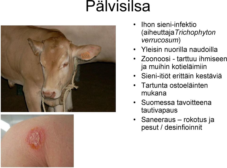 kotieläimiin Sieni-itiöt erittäin kestäviä Tartunta ostoeläinten