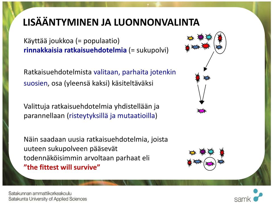 Valittuja ratkaisuehdotelmia yhdistellään ja parannellaan (risteytyksillä ja mutaatioilla) Näin saadaan