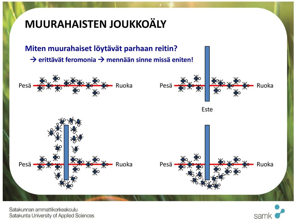 erittävät feromonia mennään sinne missä