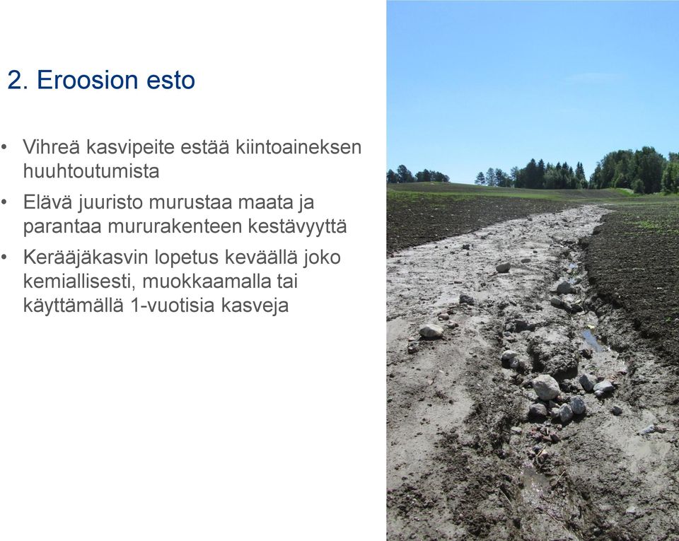 mururakenteen kestävyyttä Kerääjäkasvin lopetus keväällä