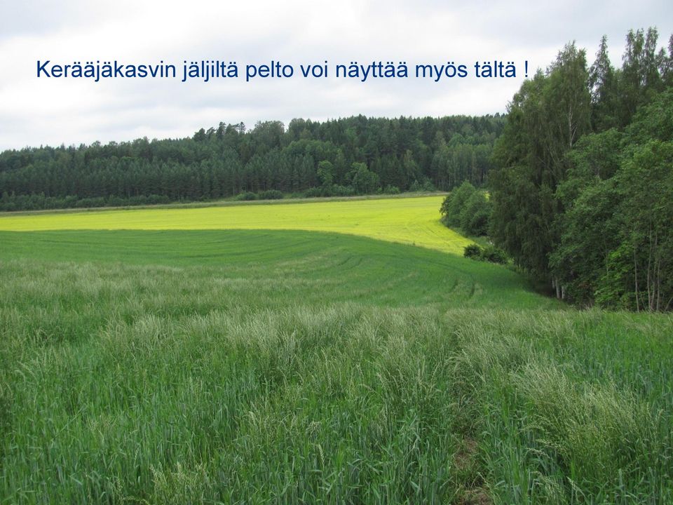 pelto voi