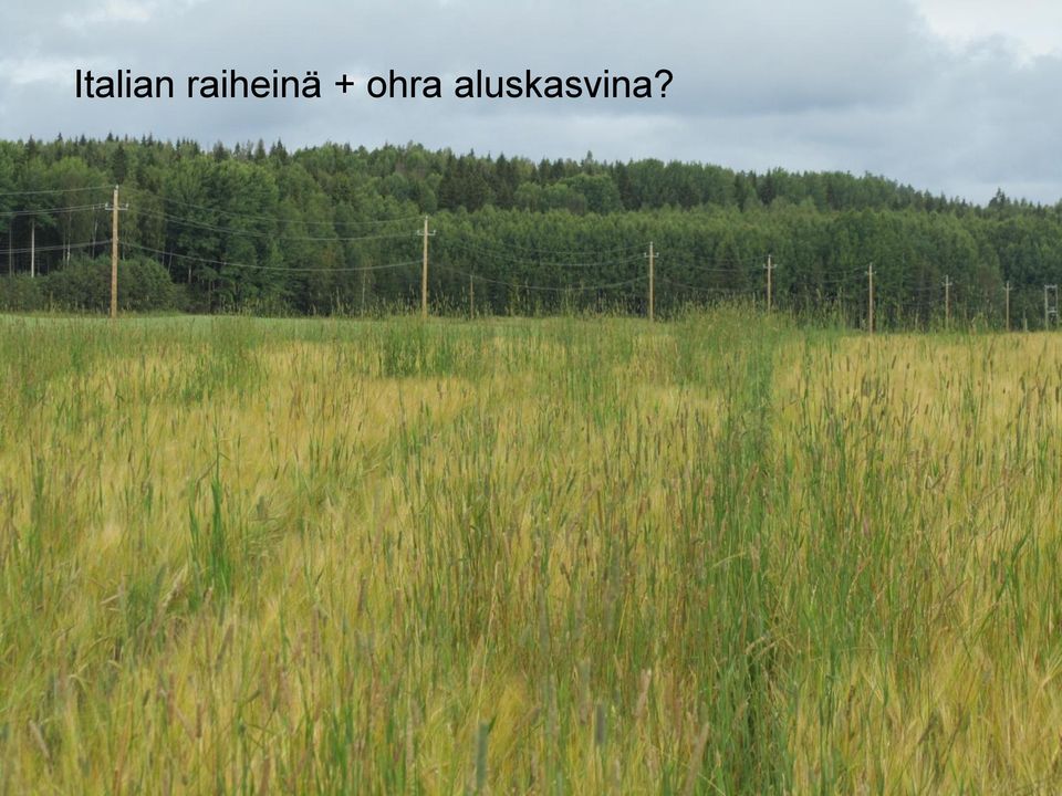 + ohra