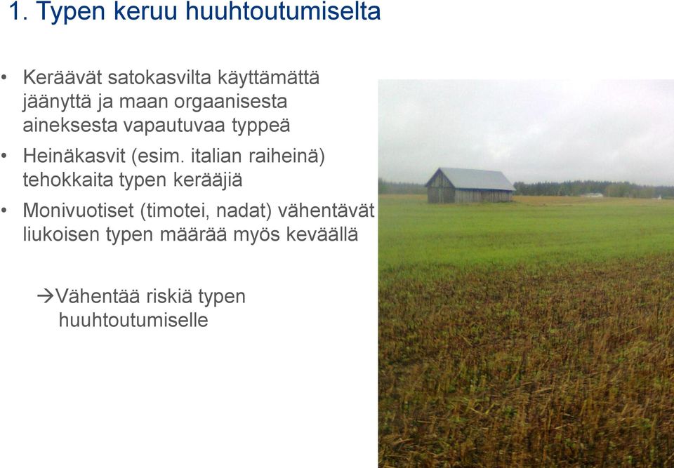 italian raiheinä) tehokkaita typen kerääjiä Monivuotiset (timotei, nadat)