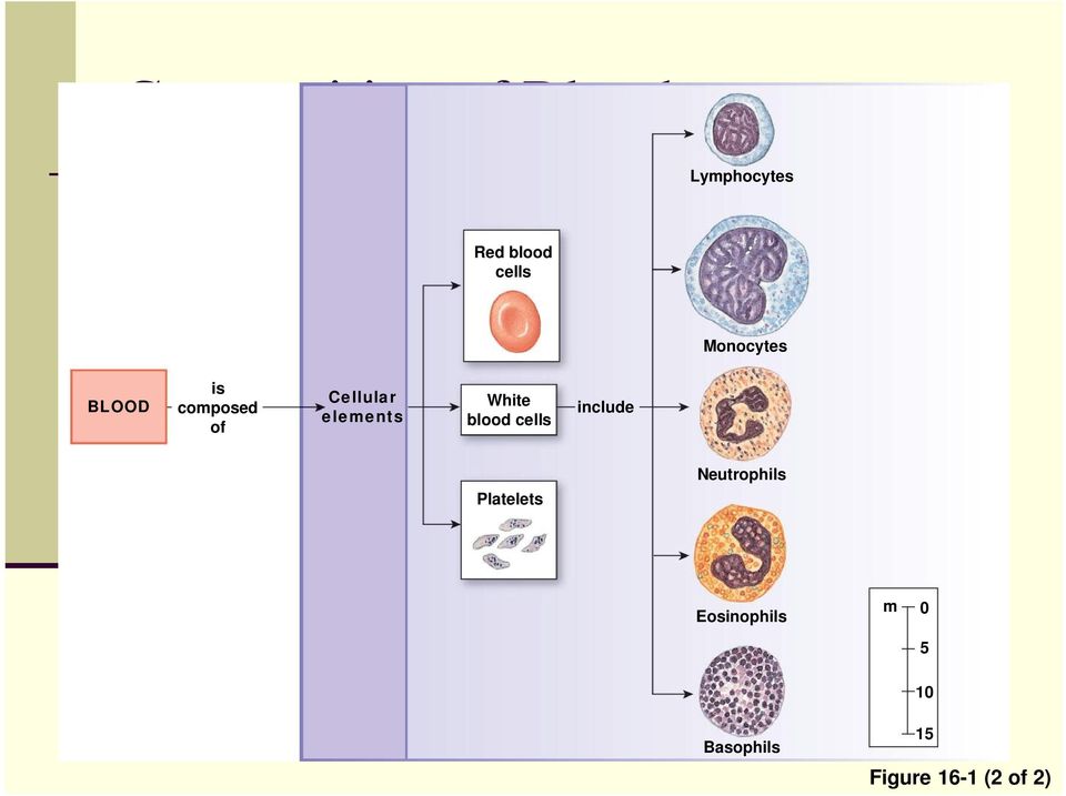White blood cells include Platelets Neutrophils
