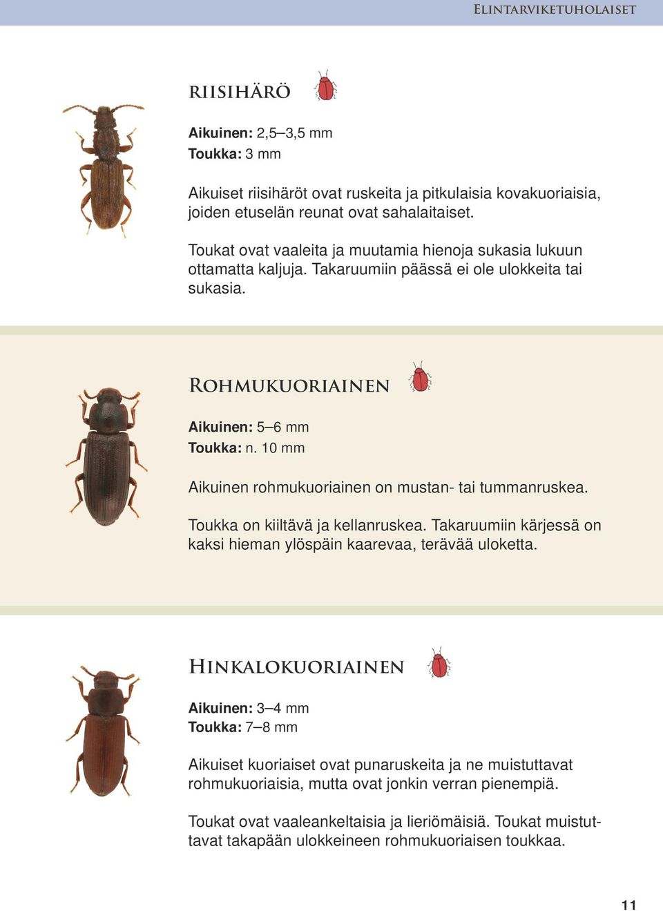 10 mm Aikuinen rohmukuoriainen on mustan- tai tummanruskea. Toukka on kiiltävä ja kellanruskea. Takaruumiin kärjessä on kaksi hieman ylöspäin kaarevaa, terävää uloketta.