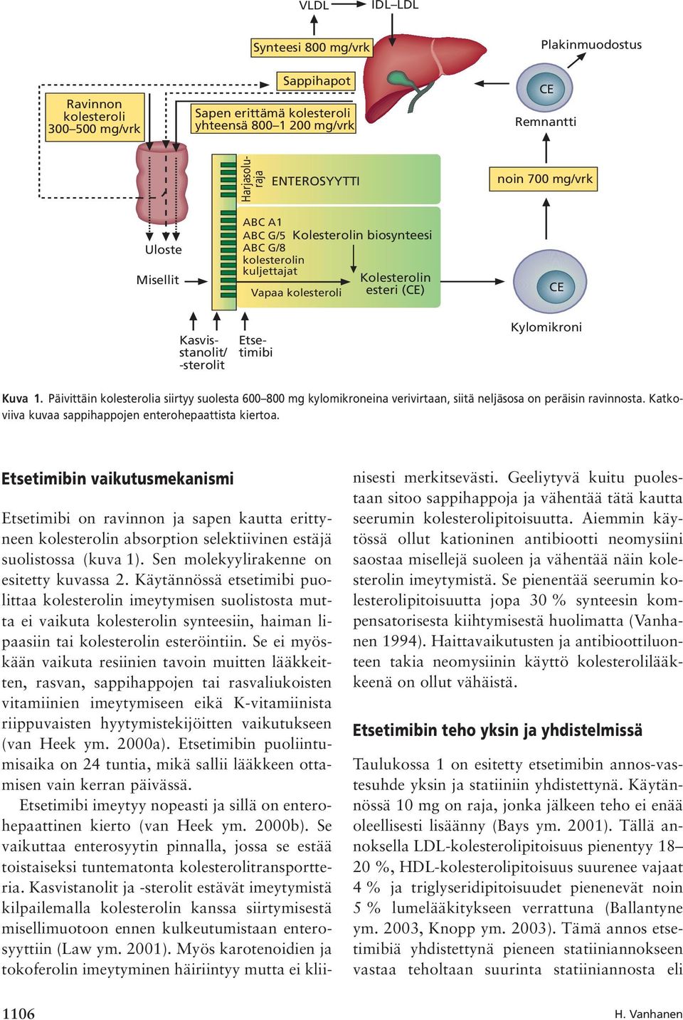 Päivittäin kolesterolia siirtyy suolesta 600 800 mg kylomikroneina verivirtaan, siitä neljäsosa on peräisin ravinnosta. Katkoviiva kuvaa sappihappojen enterohepaattista kiertoa.