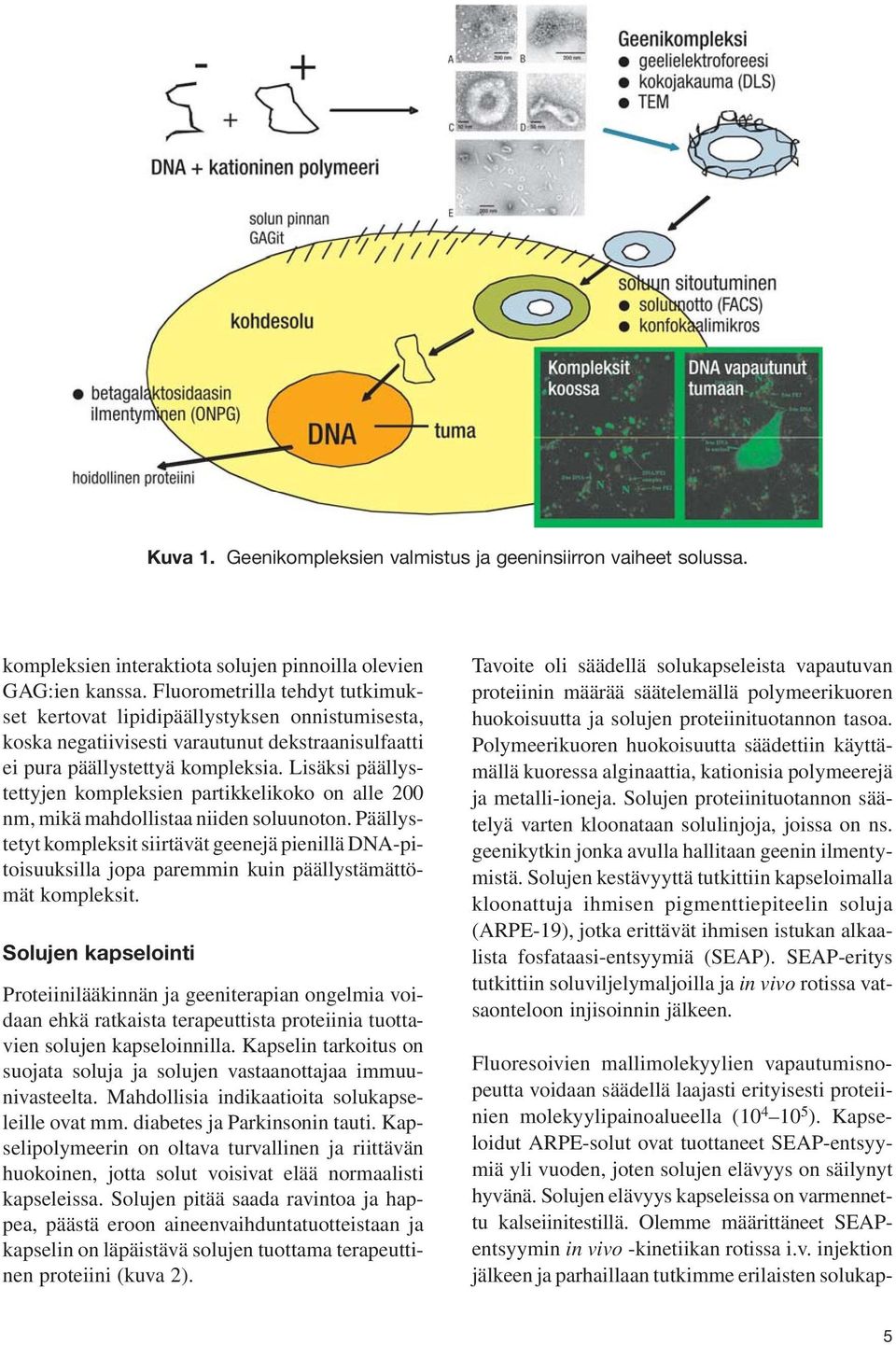 Lisäksi päällystettyjen kompleksien partikkelikoko on alle 200 nm, mikä mahdollistaa niiden soluunoton.