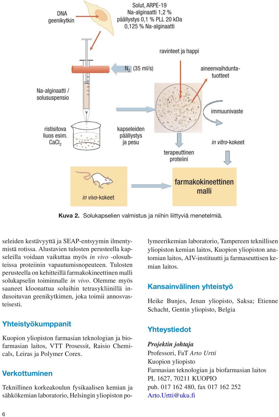 Tulosten perusteella on kehitteillä farmakokineettinen malli solukapselin toiminnalle in vivo.