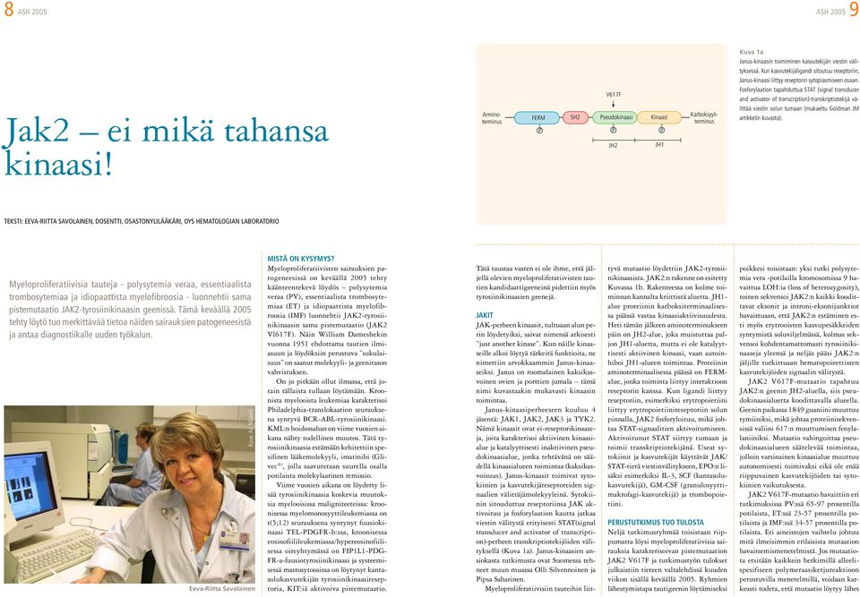 V617F FERM SH2 Pseudokinaasi Kinaasi P P P JH2 JH1 Arminoterminus Karboksyyliterminus Fosforylaation tapahduttua STAT (signal transducer and activator of transcription)-transkriptiotekijä välittää