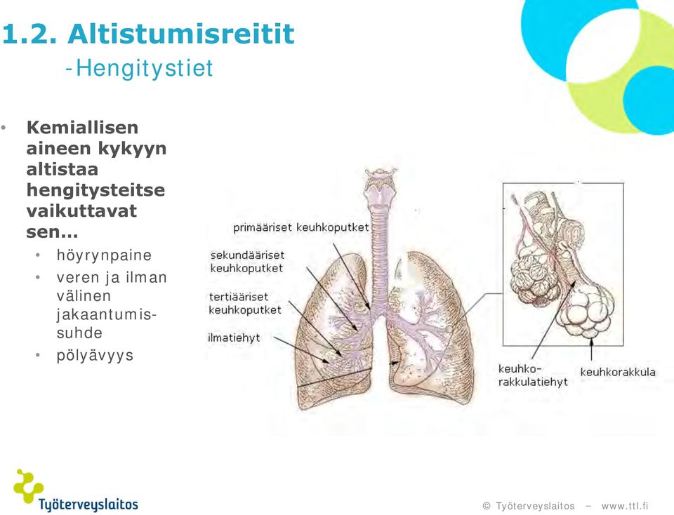 hengitysteitse vaikuttavat sen