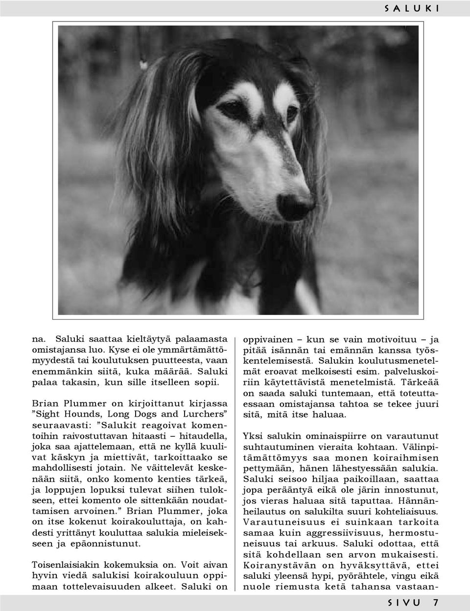 Brian Plummer on kirjoittanut kirjassa Sight Hounds, Long Dogs and Lurchers seuraavasti: Salukit reagoivat komentoihin raivostuttavan hitaasti hitaudella, joka saa ajattelemaan, että ne kyllä