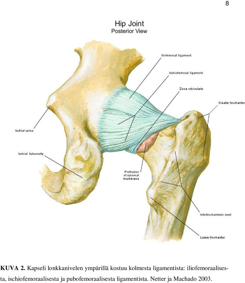 kolmesta ligamentista: iliofemoraalisesta,