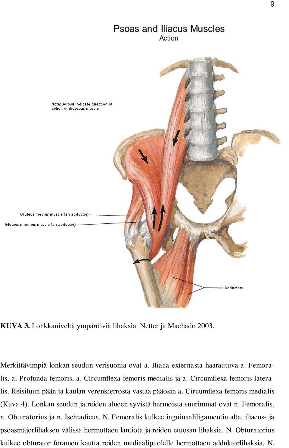 Circumflexa femoris medialis (Kuva 4). Lonkan seudun ja reiden alueen syvistä hermoista suurimmat ovat n. Femoralis, n. Obturatorius ja n. Ischiadicus. N.