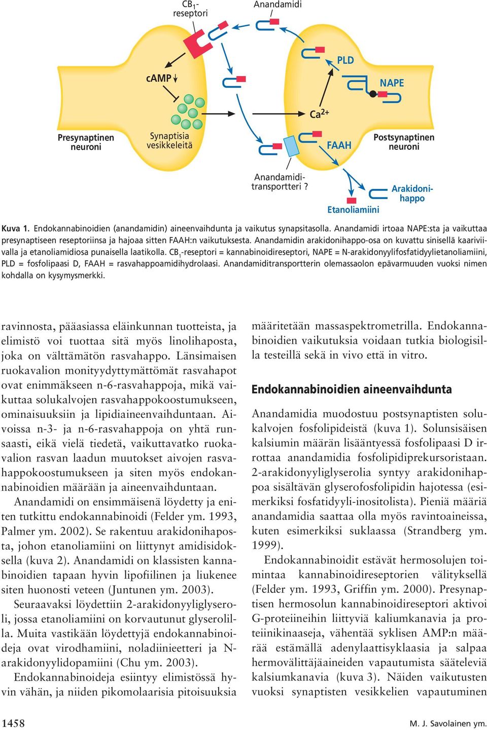 Anandamidin arakidonihappo-osa on kuvattu sinisellä kaariviivalla ja etanoliamidiosa punaisella laatikolla.