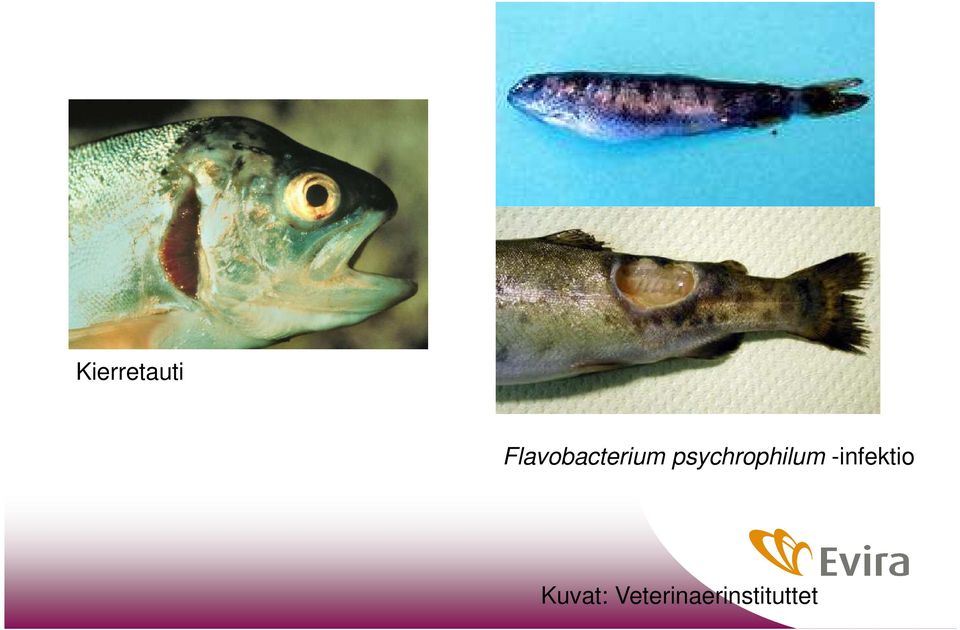 psychrophilum