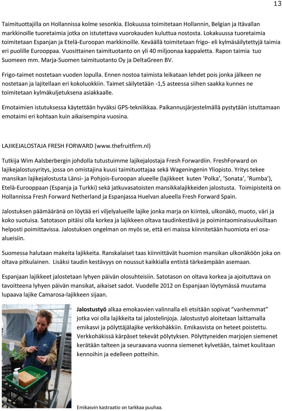 Vuosittainen taimituotanto on yli 40 miljoonaa kappaletta. Rapon taimia tuo Suomeen mm. Marja-Suomen taimituotanto Oy ja DeltaGreen BV. Frigo-taimet nostetaan vuoden lopulla.