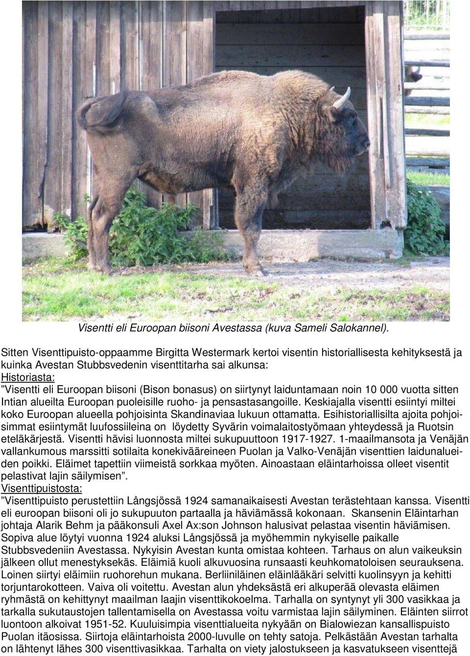 (Bison bonasus) on siirtynyt laiduntamaan noin 10 000 vuotta sitten Intian alueilta Euroopan puoleisille ruoho- ja pensastasangoille.