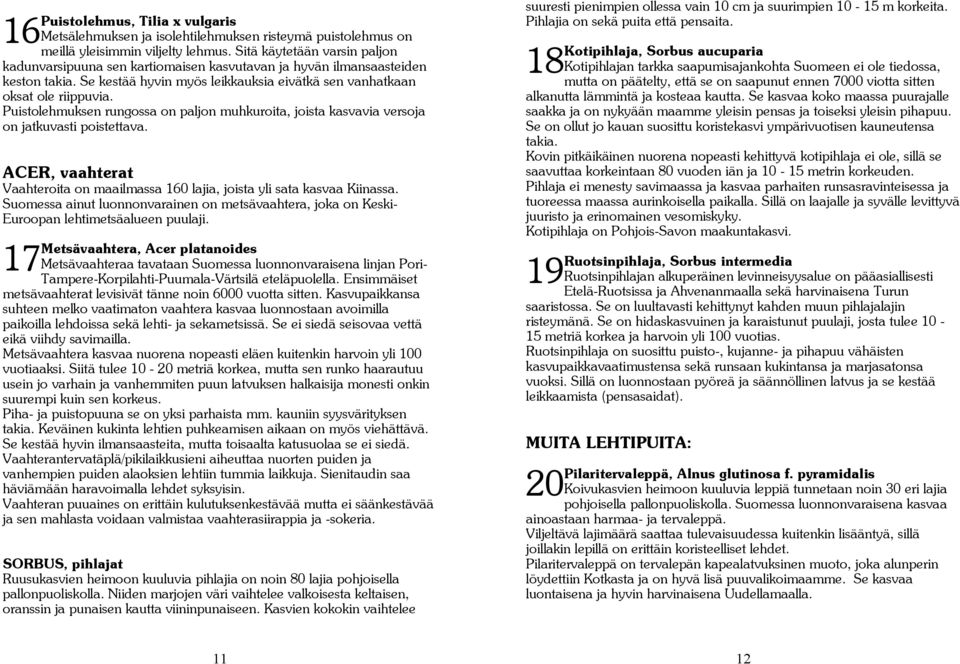 Puistolehmuksen rungossa on paljon muhkuroita, joista kasvavia versoja on jatkuvasti poistettava. ACER, vaahterat Vaahteroita on maailmassa 160 lajia, joista yli sata kasvaa Kiinassa.