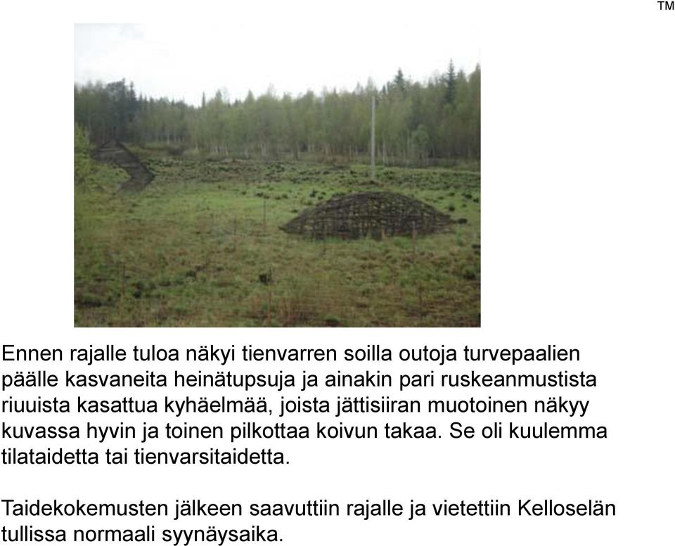 kuvassa hyvin ja toinen pilkottaa koivun takaa.