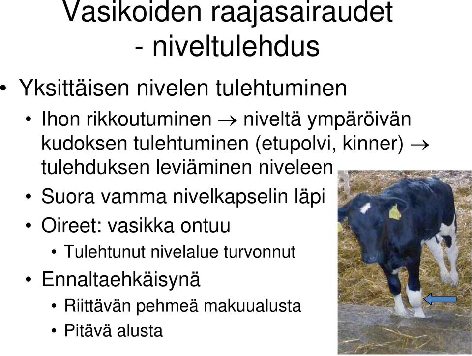 tulehduksen leviäminen niveleen Suora vamma nivelkapselin läpi Oireet: vasikka